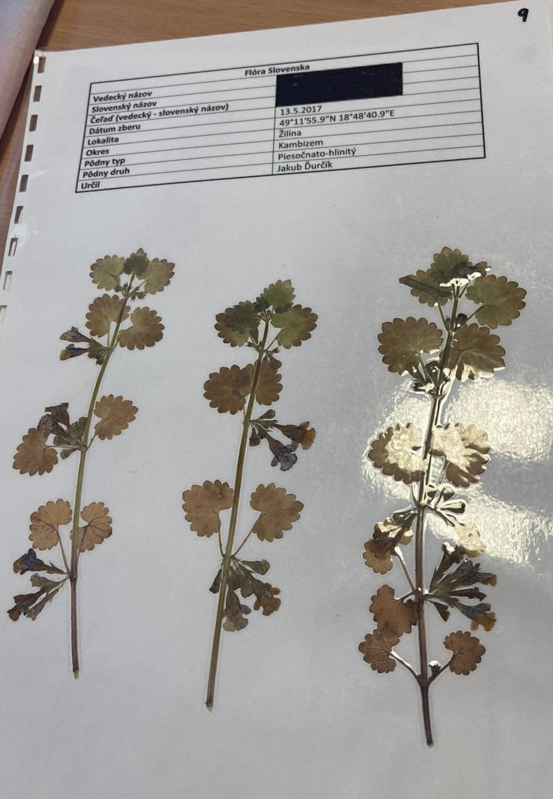Rastlina Glechoma hederacea